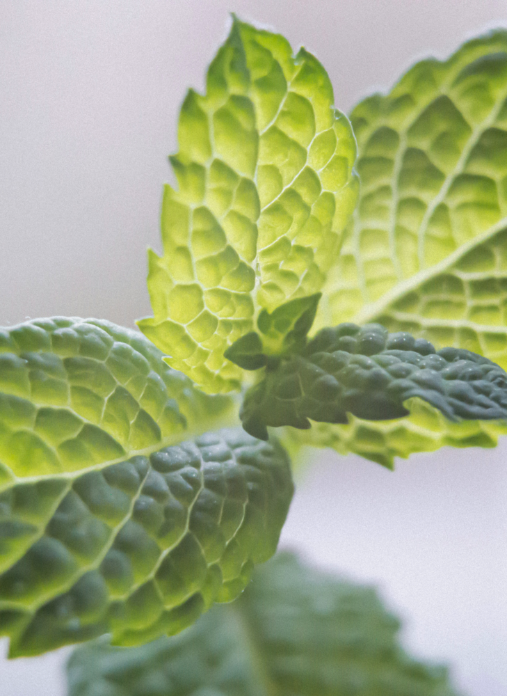 Mint leaves used for refined flavour