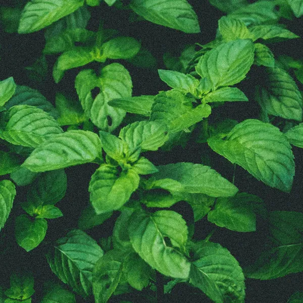 Mint Series